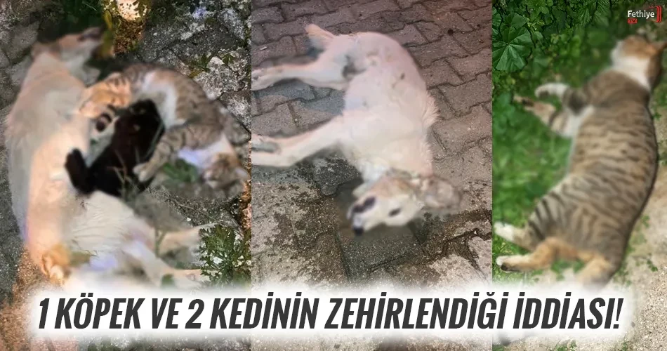 1 Köpek Ve 2 Kedinin Zehirlendiği İddiası!